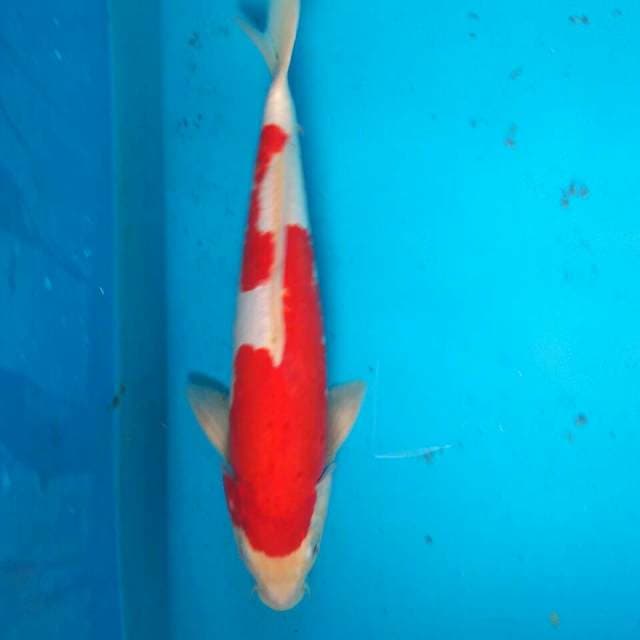 Kohaku doitsu