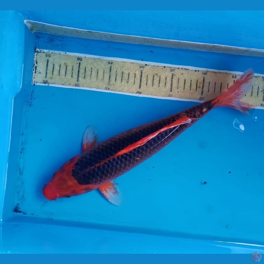 Akamatsuba merah 40bu