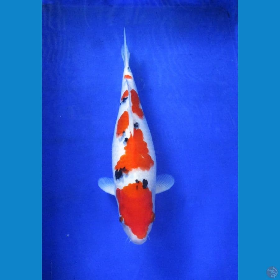 sanke subosumi ±38cm