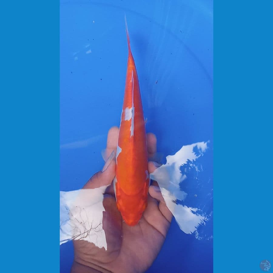 kikushui 28cm