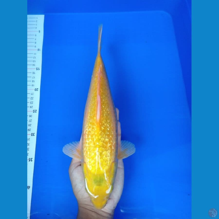 32cm (male)