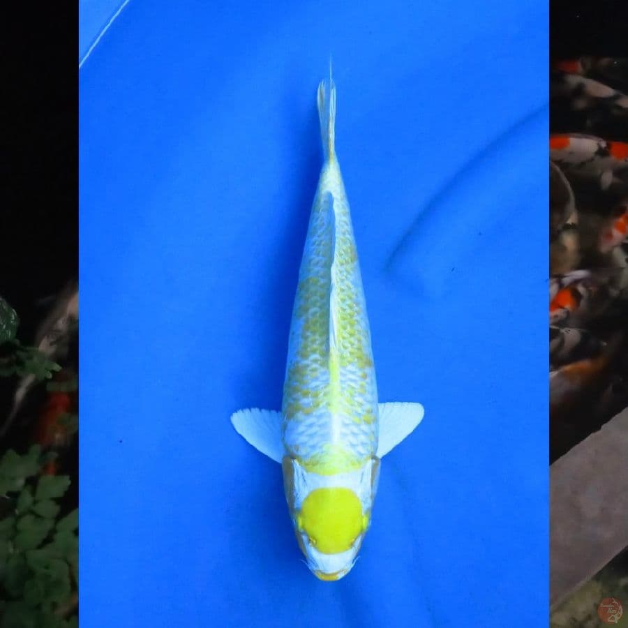 32cm , Hariwake Maru