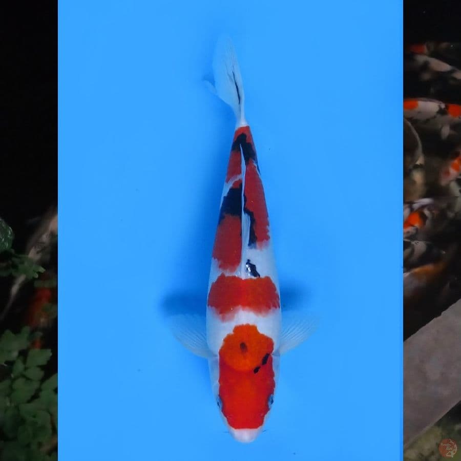 37cm , Taisho Sanke