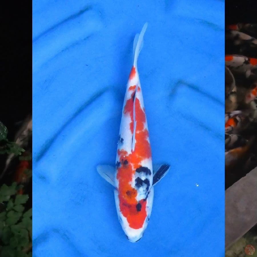 30cm , F1 Showa Tategoi
