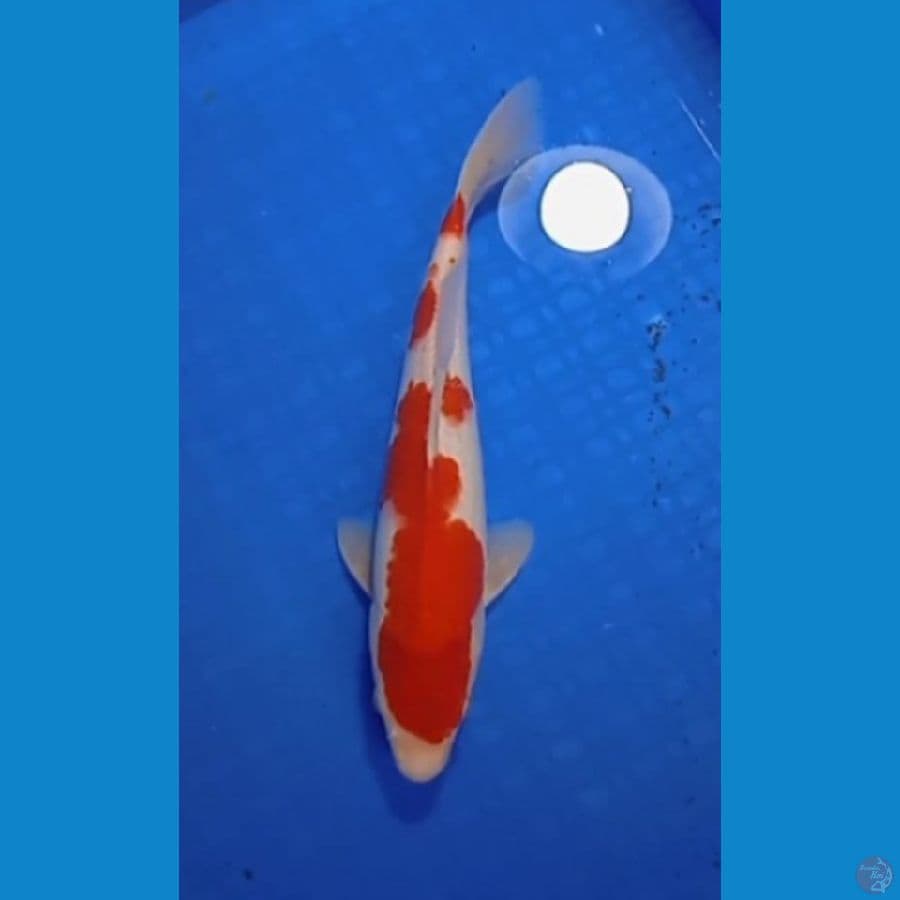 kuhaku 29 cm