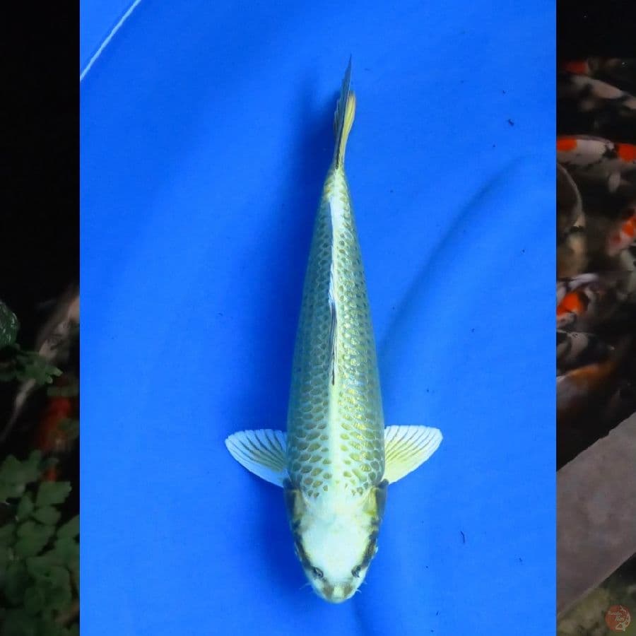 34cm , Mukashi Ogon - Ginrin