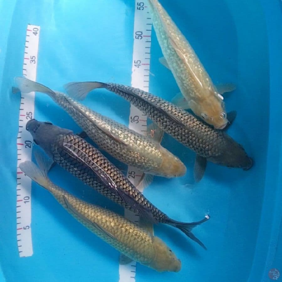 paket soragoi Ginrin 33-34cm 5ekor