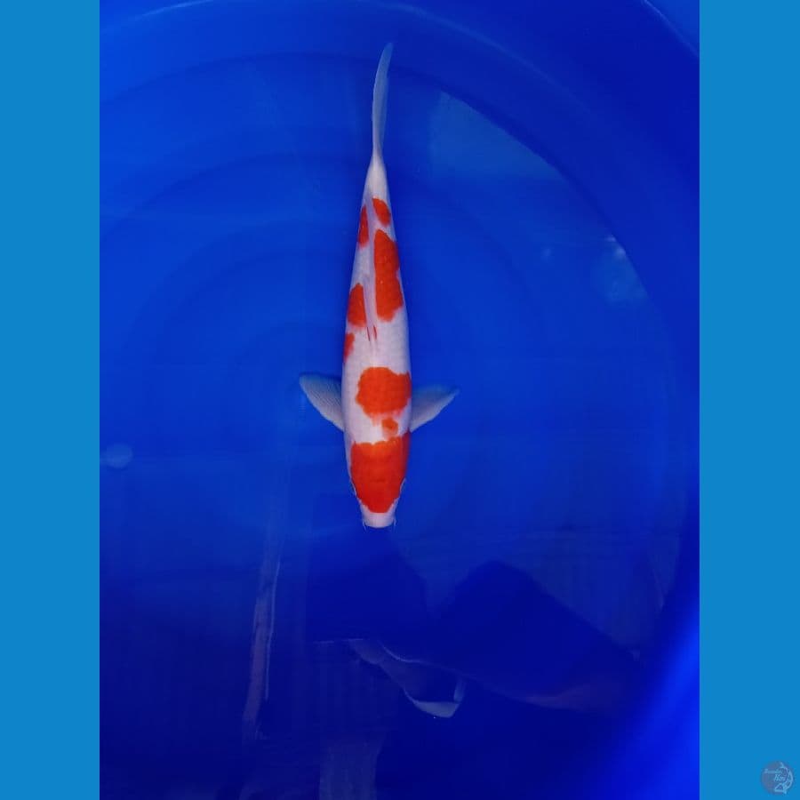 kohaku 31 cm
