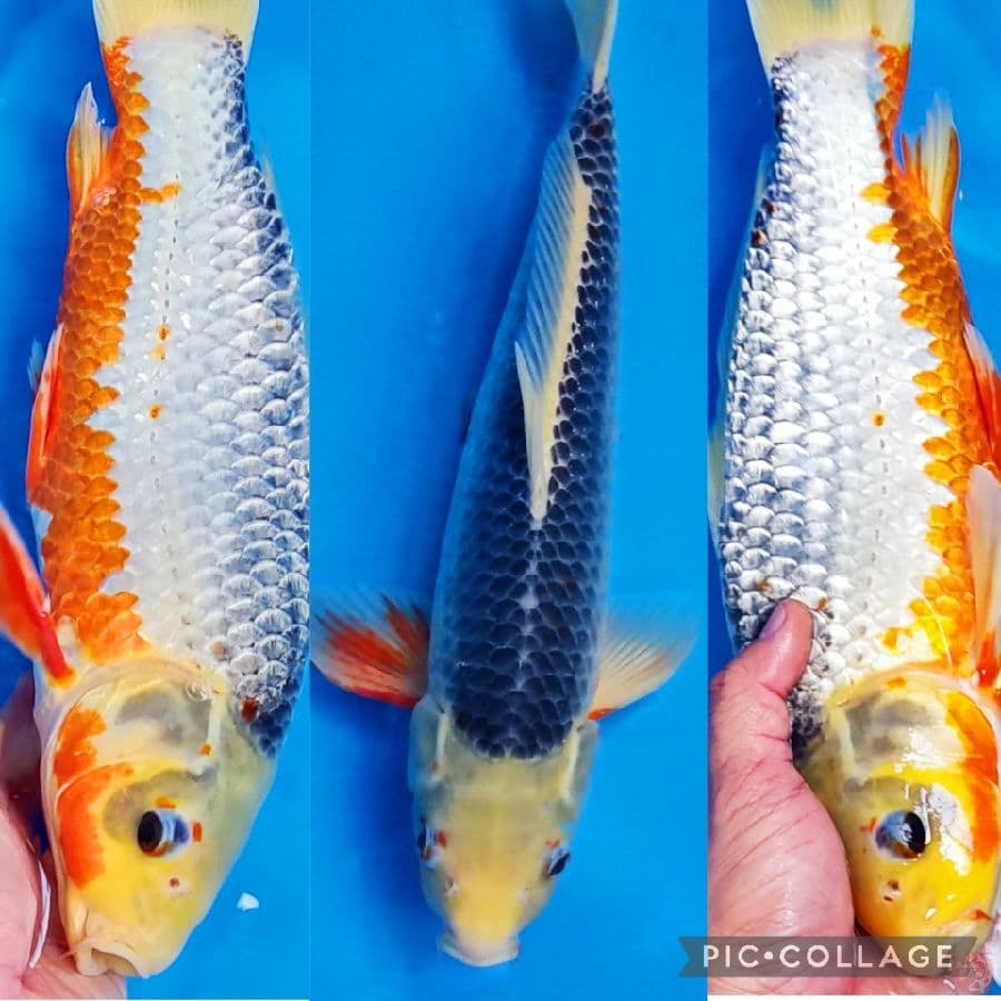 ASAGI SHOW QUALITY 40cm