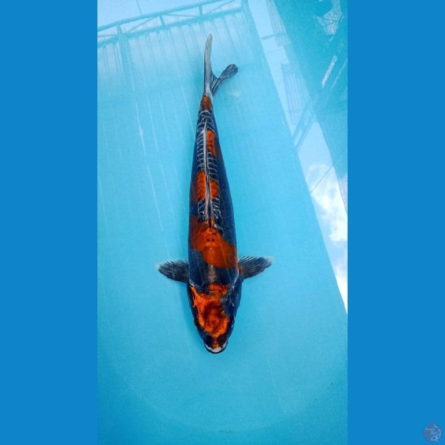 KIKO SQ ORIGINAL 40 CM /MALE