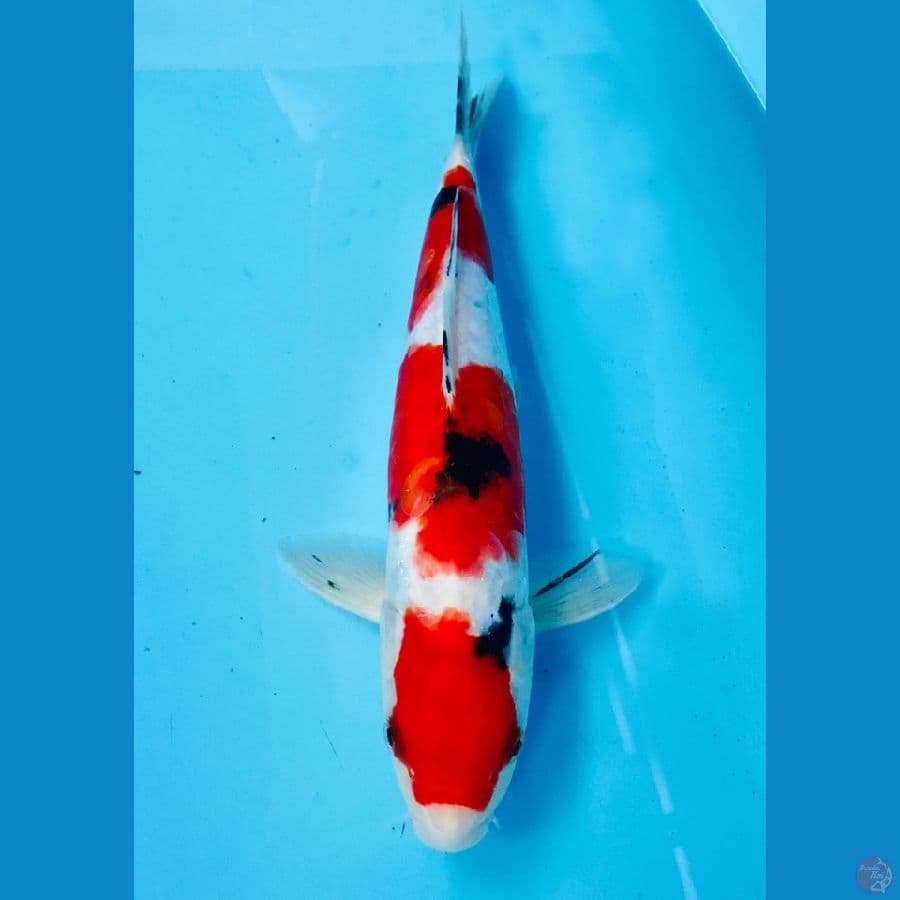 aragoke sanke 34cm