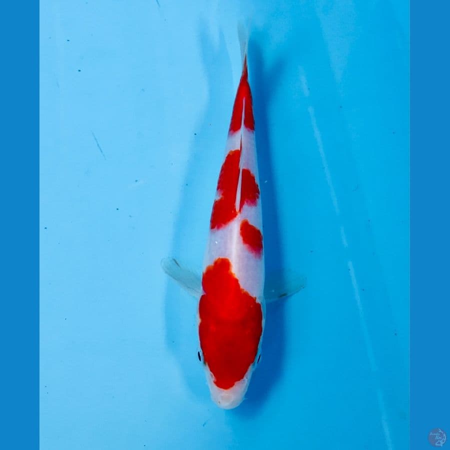 kohaku 18cm