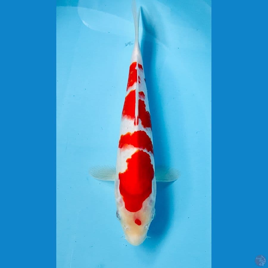 kohaku 25cm