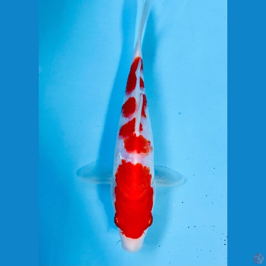 kohaku 21cm