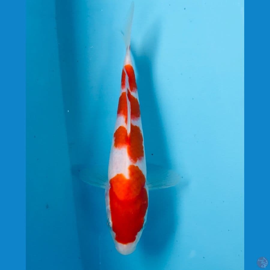 kohaku 20cm