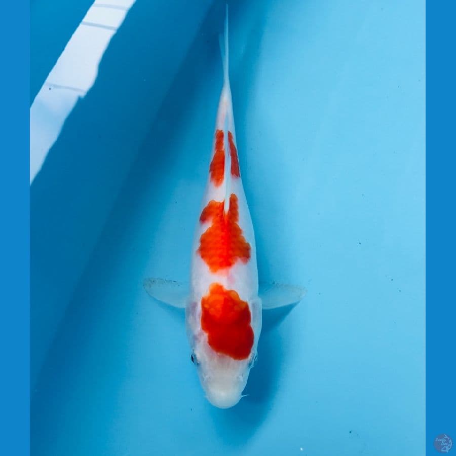 kohaku 21 cm