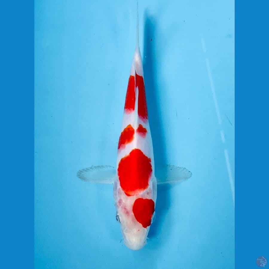 kohaku 21cm