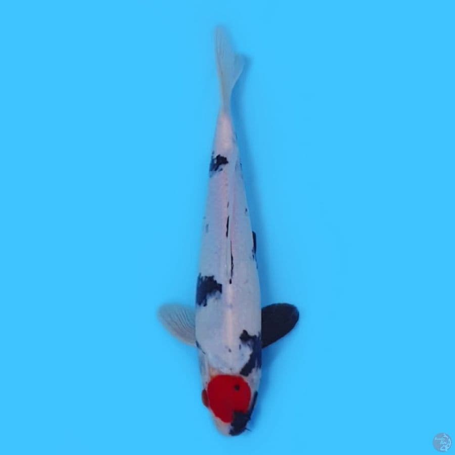Tancho showa tategoi 28cm HQ