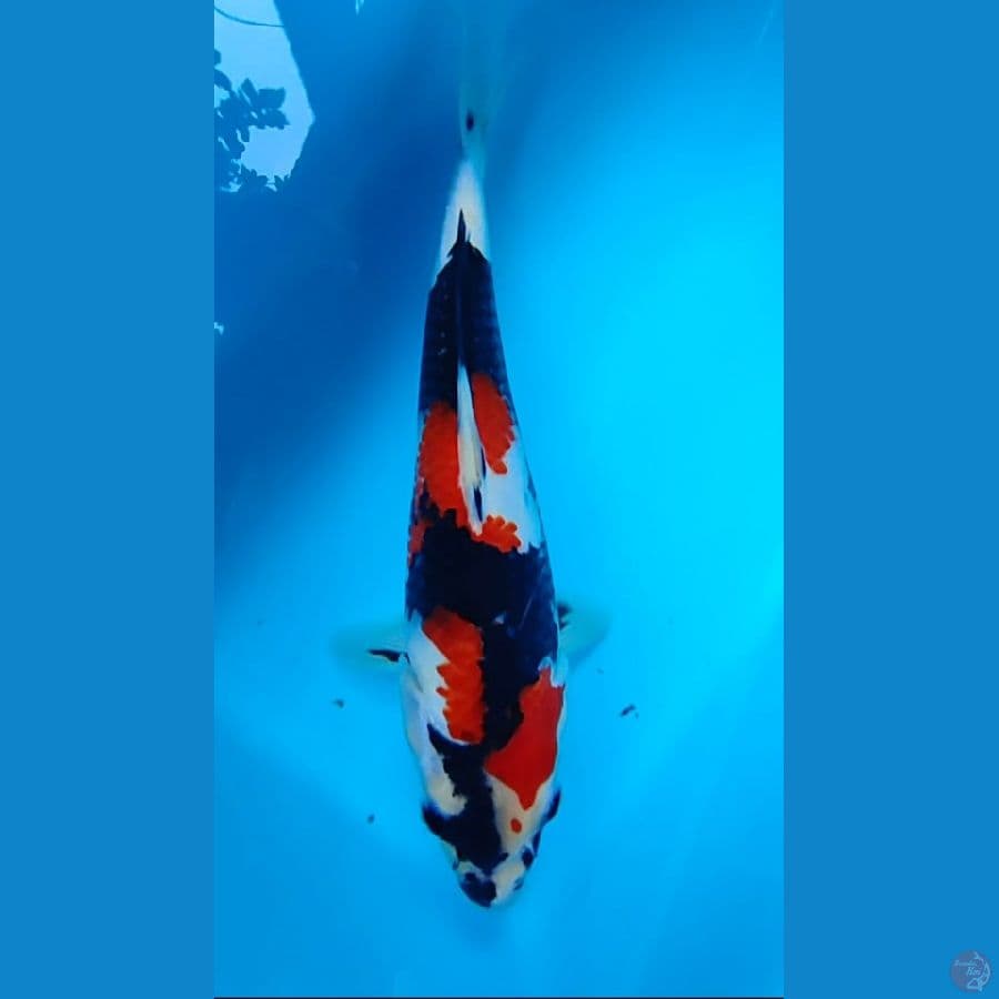 showa Sansoku 28 CM