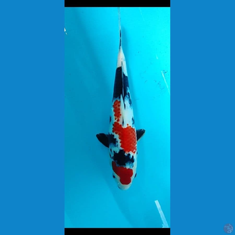showa Sansoku 35 cm