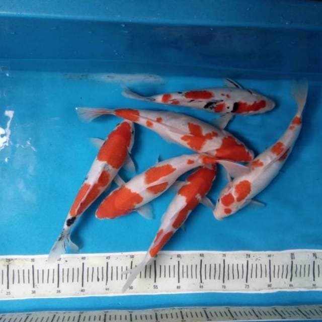 Mix koi 6 ekor 32-37 cm