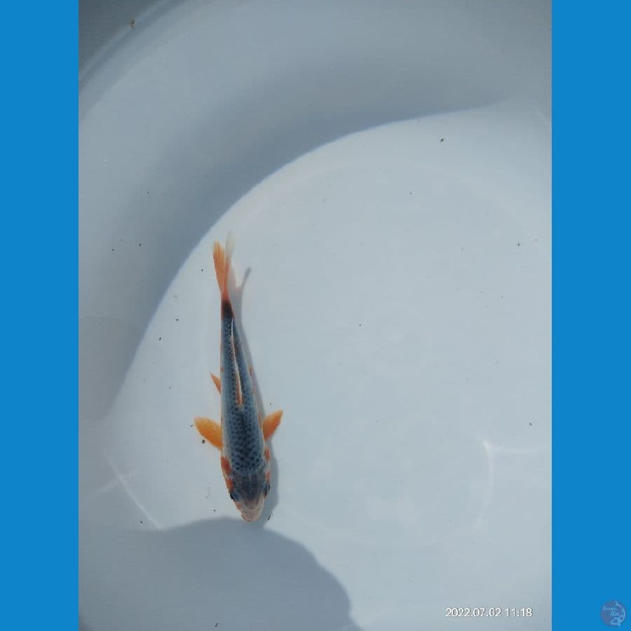 Asagi 15cm