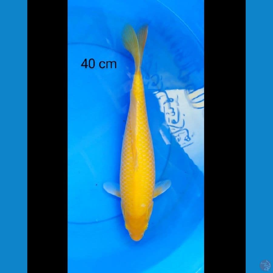 Karashi red eye 40 cm