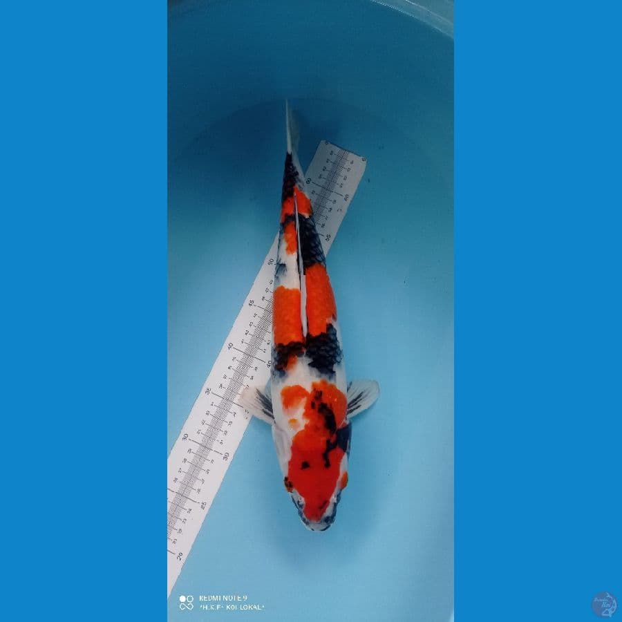 showa female 45 cm ori