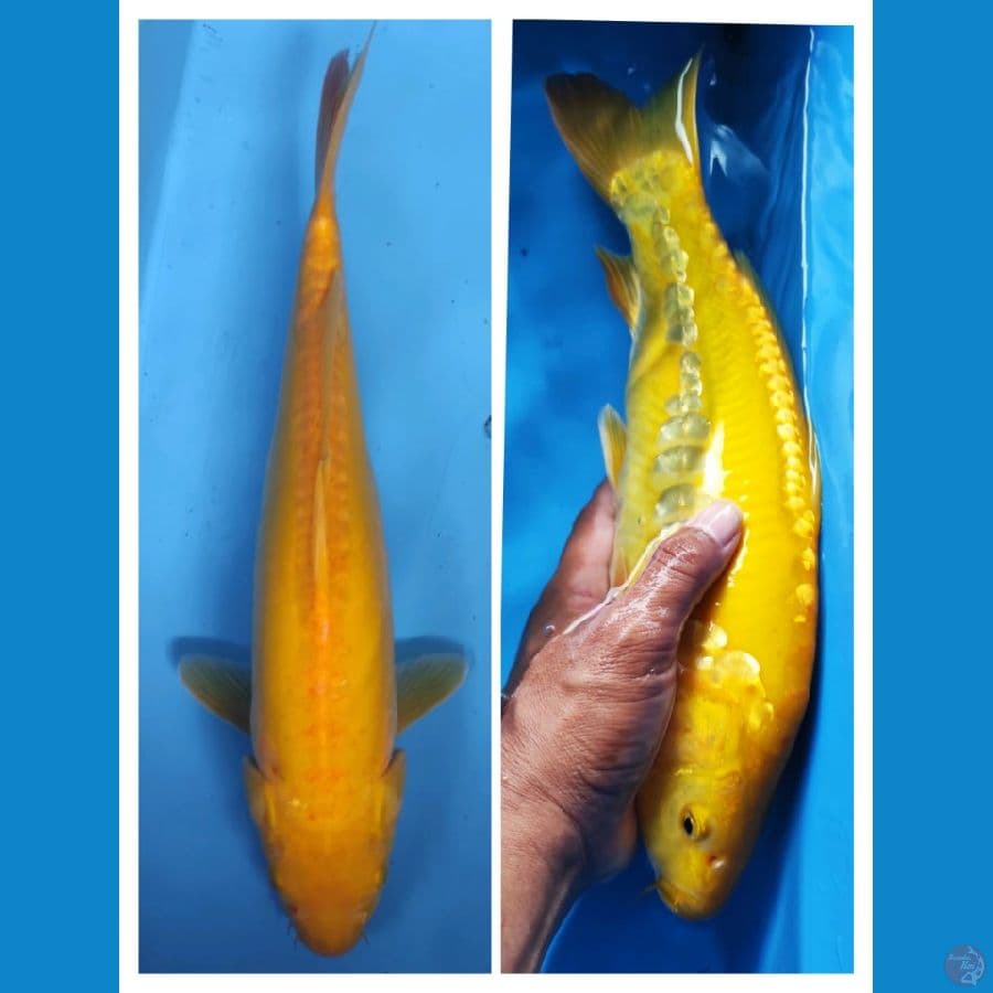 1. KARASHI ORIGINAL // 35CM