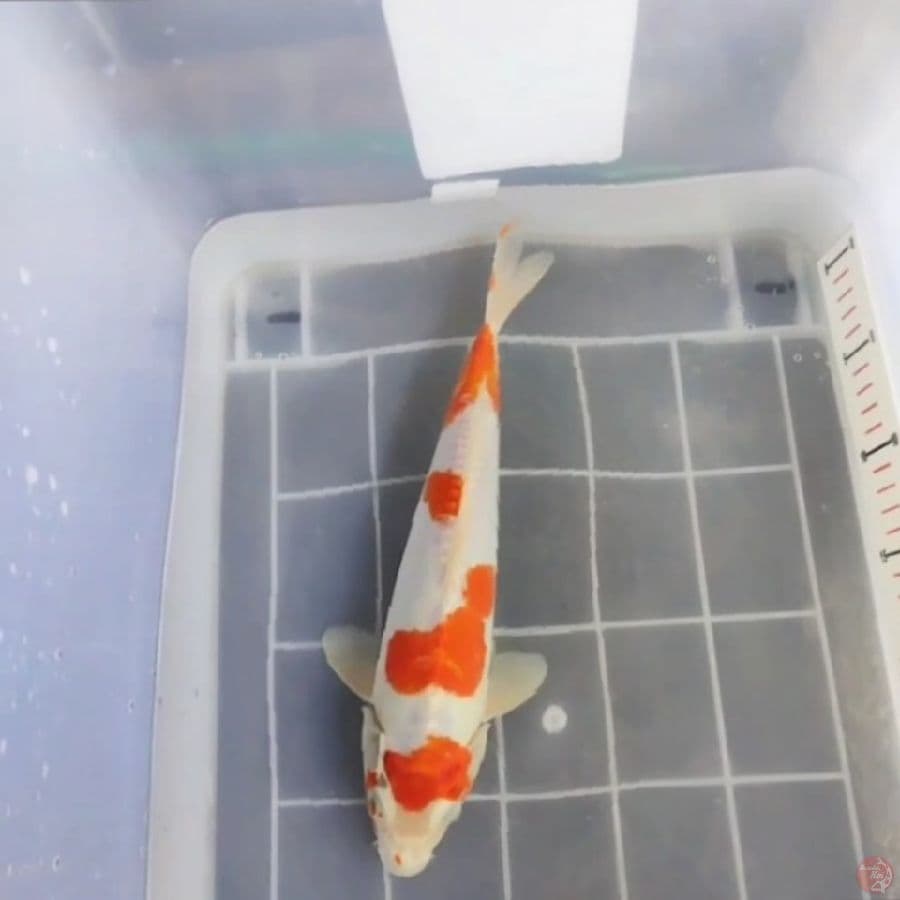 Kawarimono 32 Male