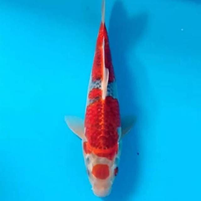 Merah bagus 32cm