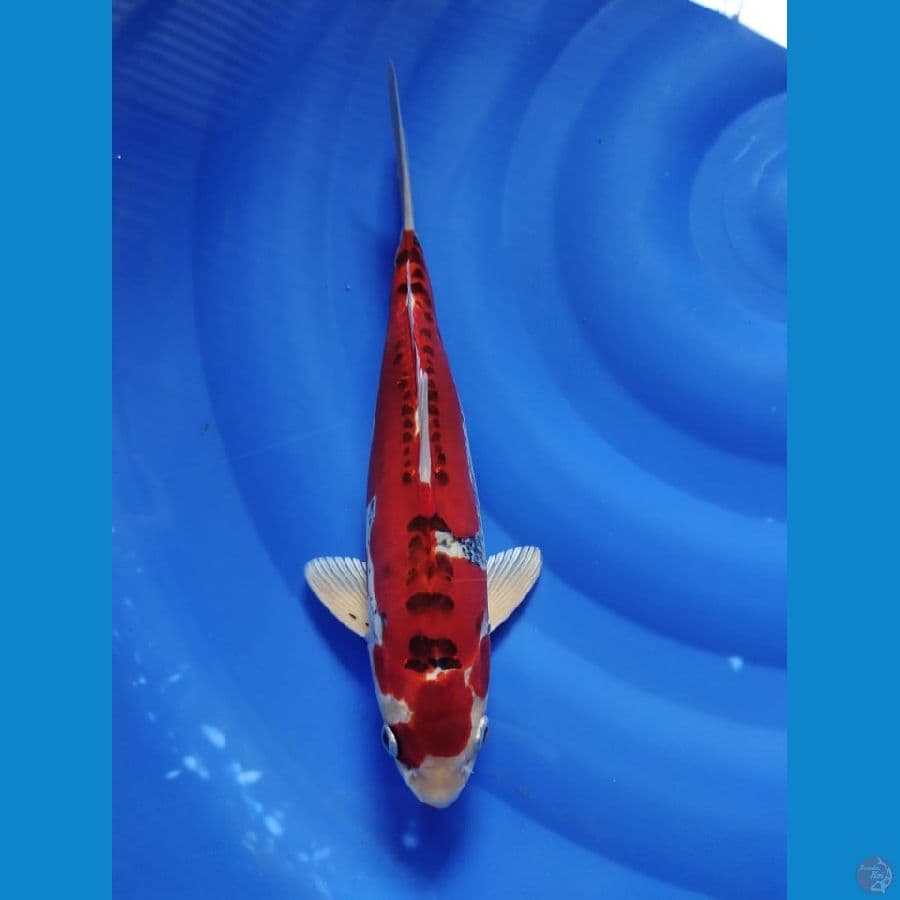 beni kiko 33cm male