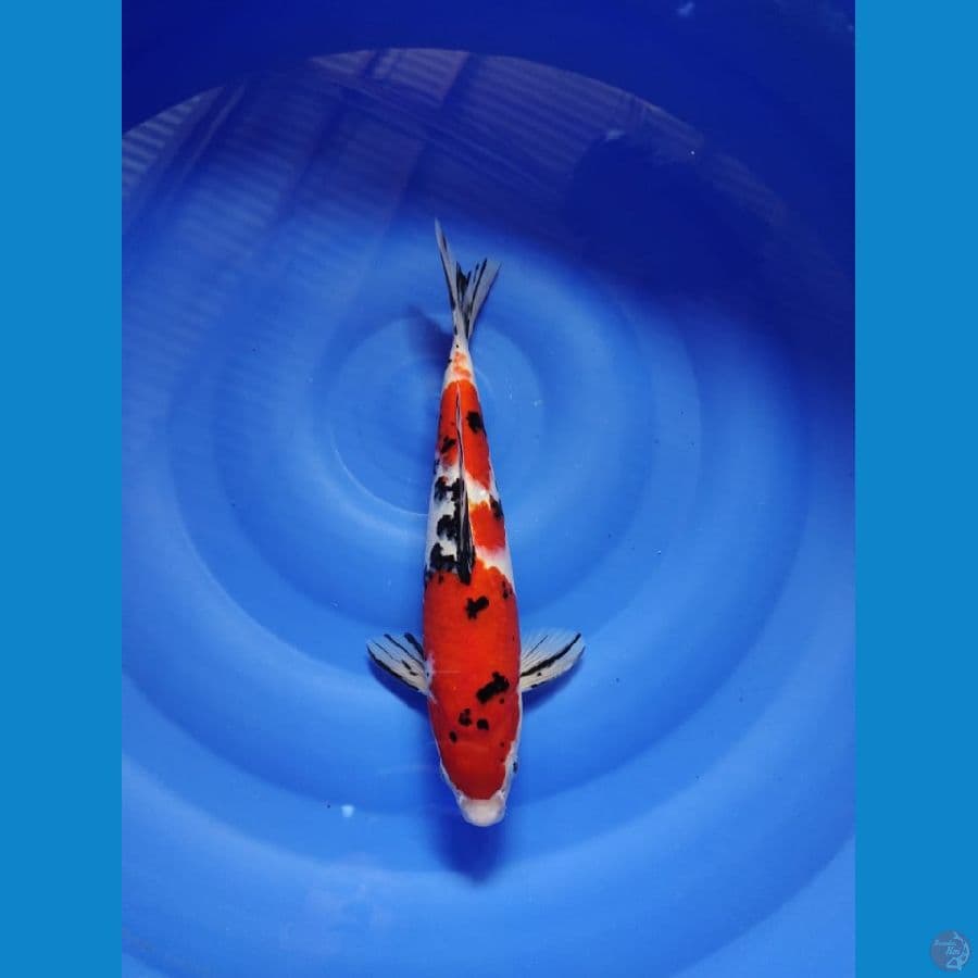 sanke merah strong male 33cm
