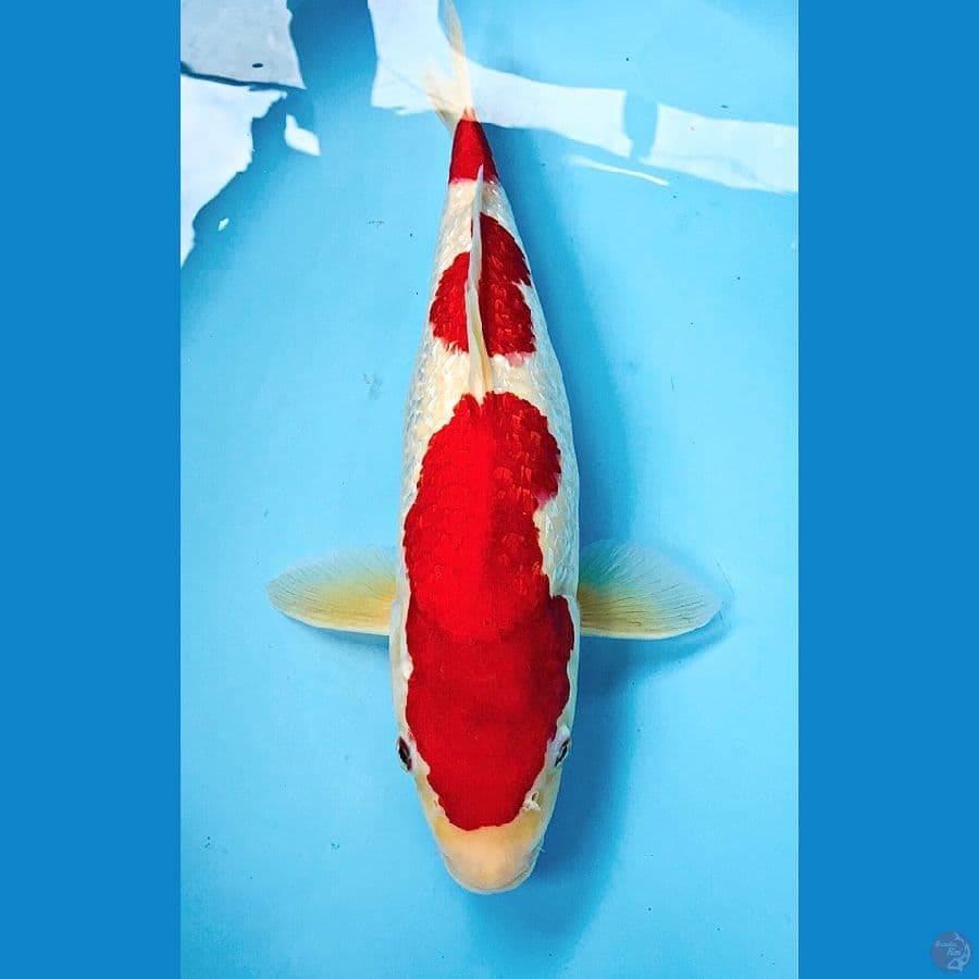 kohaku ginrin 43cm