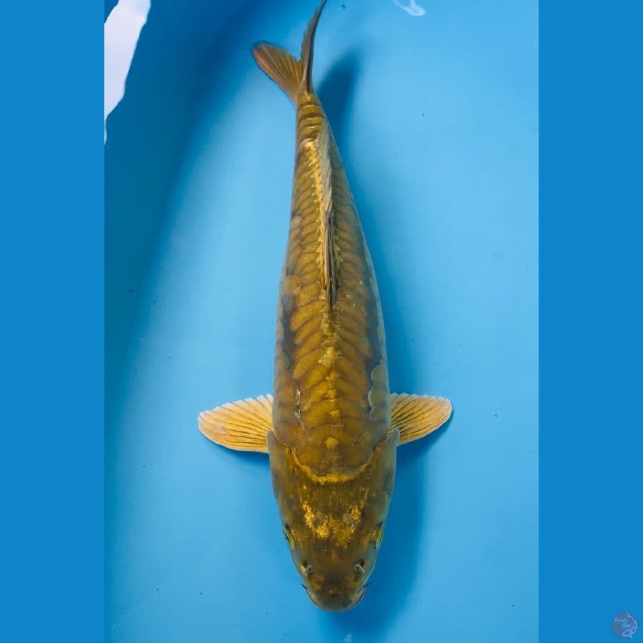 midori aragoke 43cm