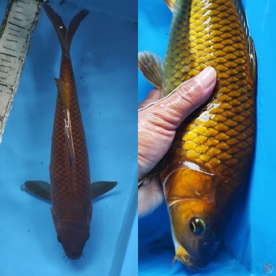 3.CAGOI MONOK //35CM