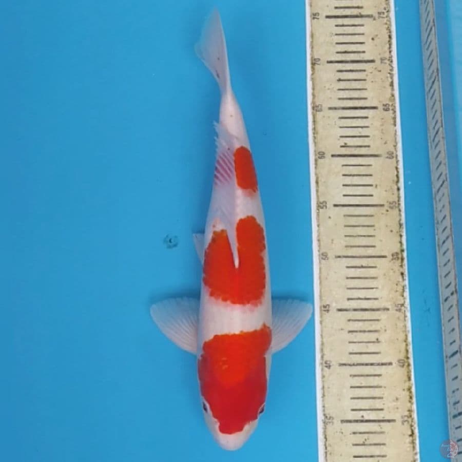 Sandan Kohaku ~40