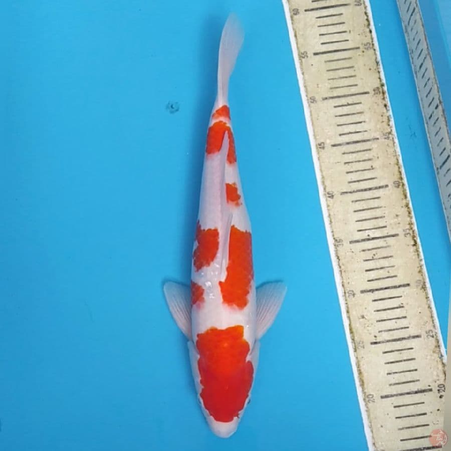 Kohaku Ganteng ~40