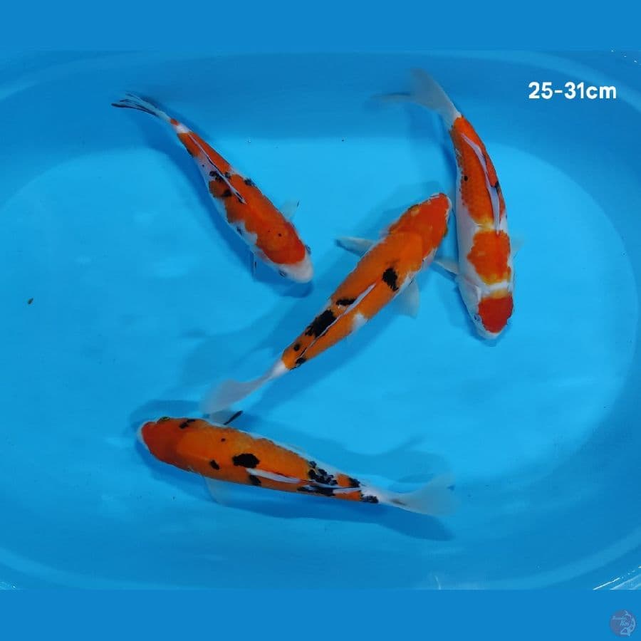Sanke 25-31cm ®