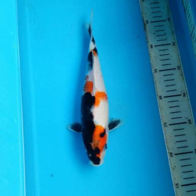 Maruten showa 27cm