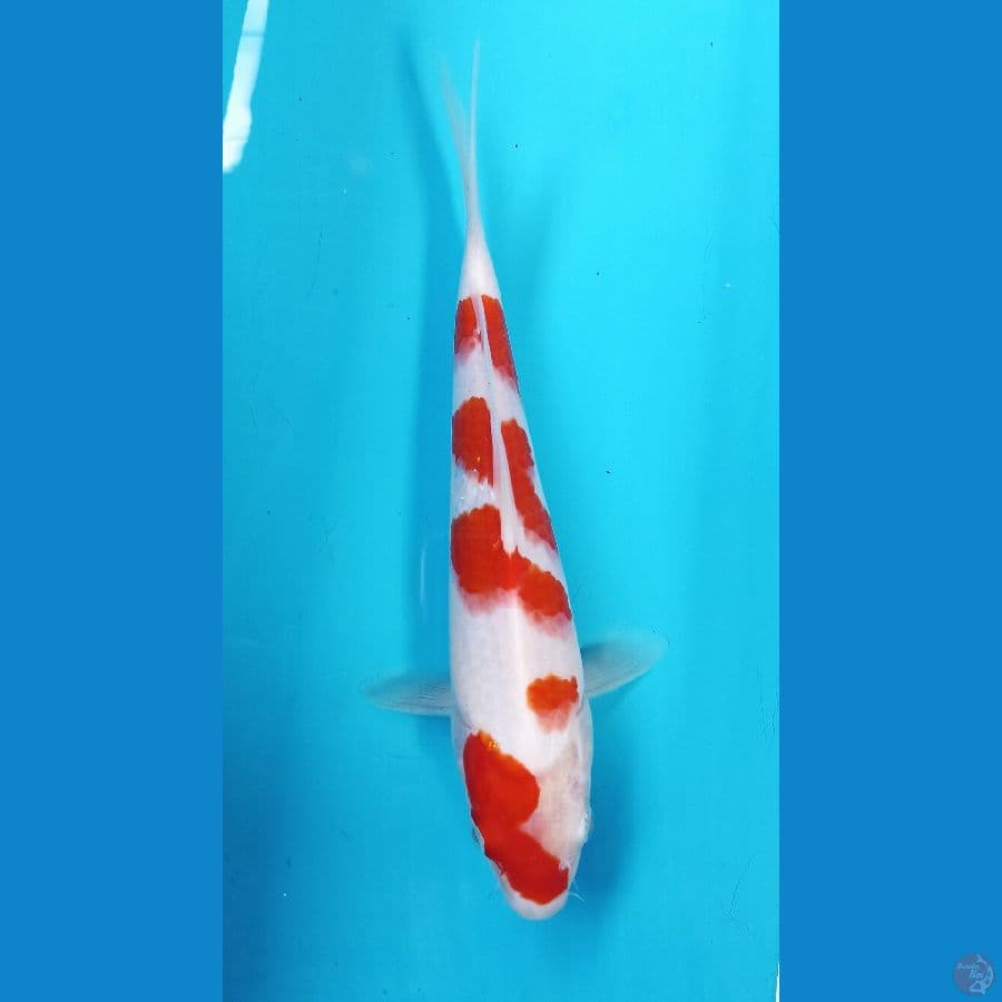 kohaku 23cm