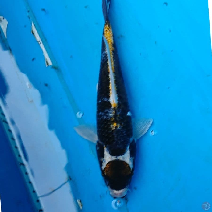 KABUTO 26 CM