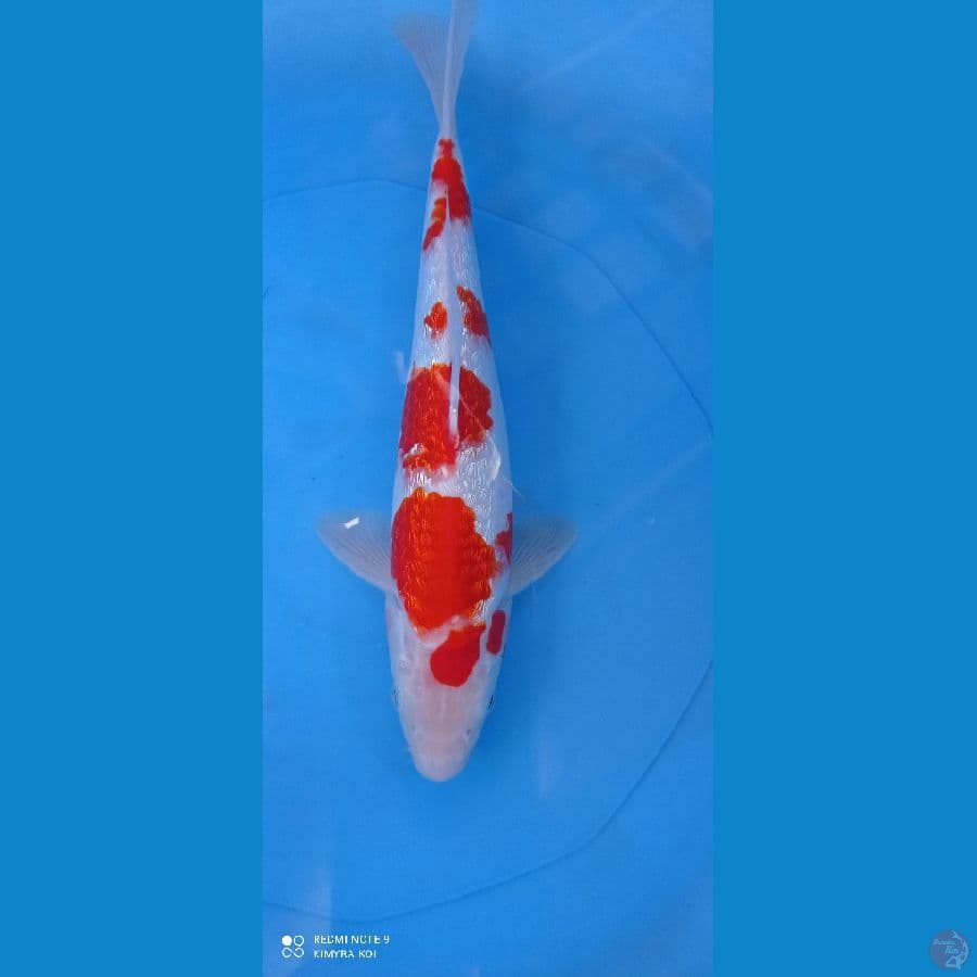 kohaku gindrin sq