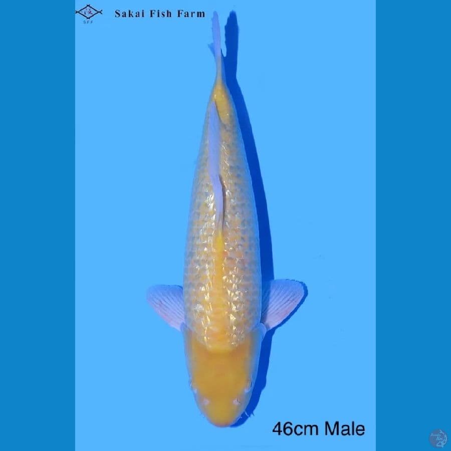 Karasi ginrin certy Sakai FF 46cm Male