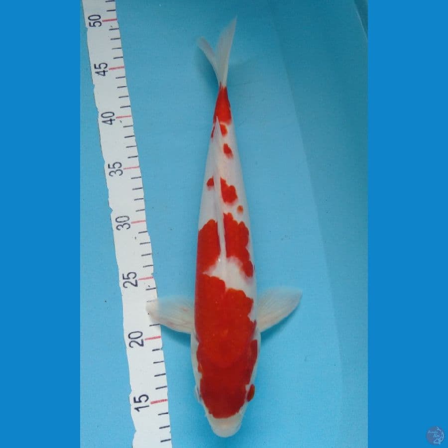 Kohaku merah strong halus F36cm