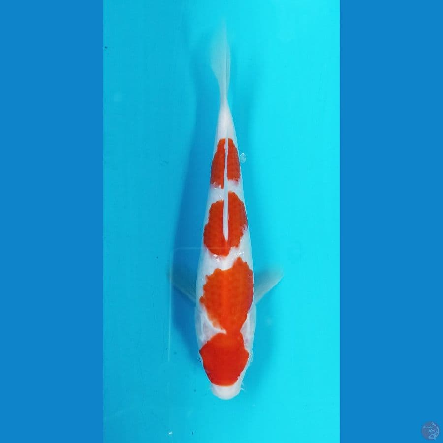 kohaku 22cm