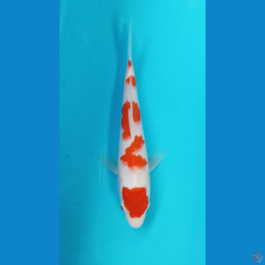 kohaku 21cm