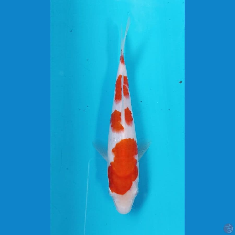 kohaku 20cm
