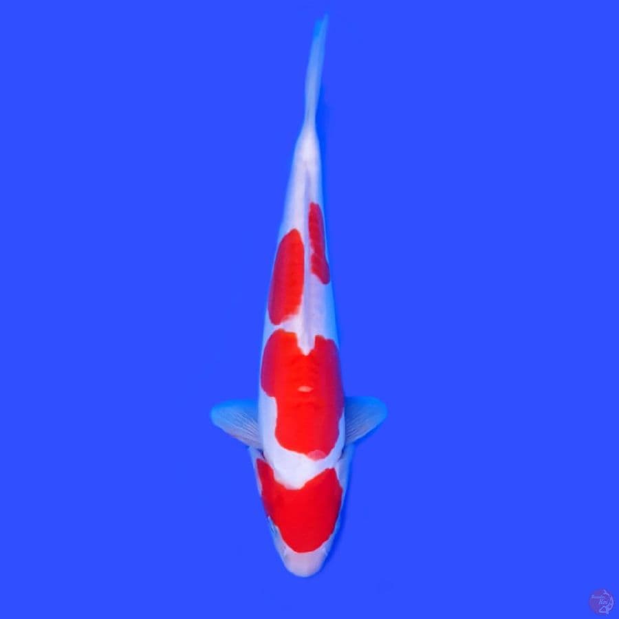 Kohaku doitsu 26 cm.