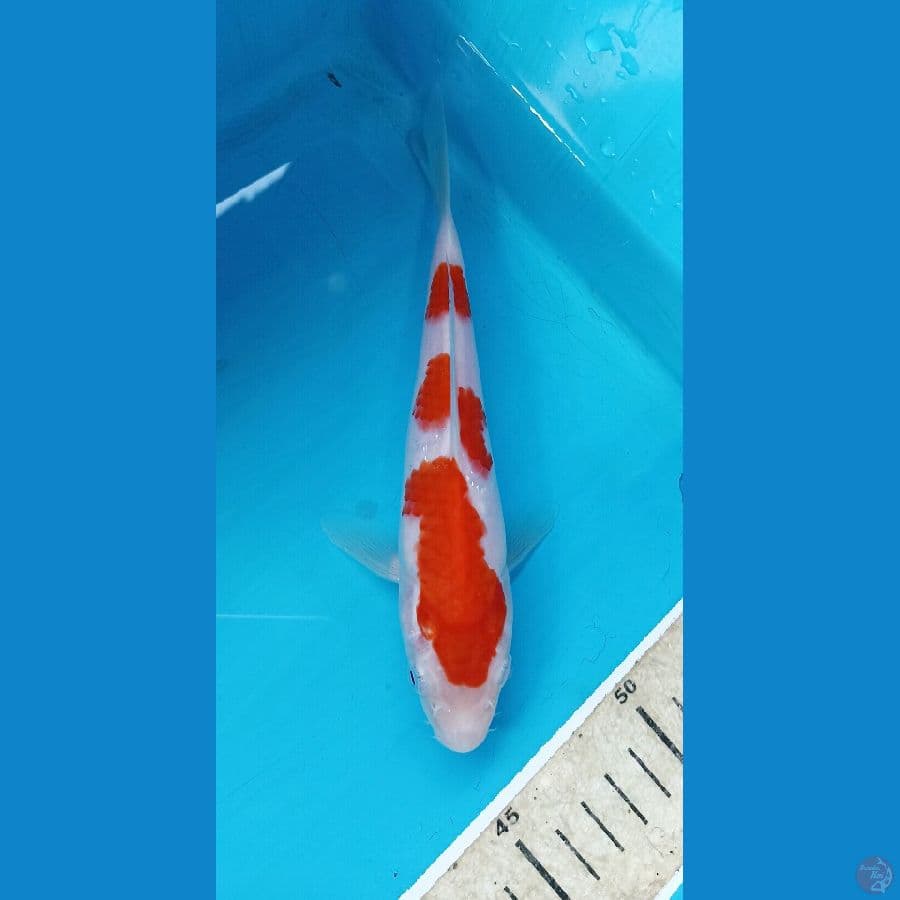 kohaku 19cm
